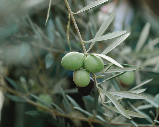 Why Olive Oil Is So Beneficial For The Skin